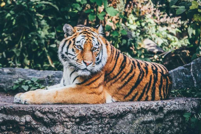 Best Animal Parks in Hyderabad: A Guide to the City's Top Wildlife Attractions 6 Best Animal Parks in Hyderabad: A Guide to the City’s Top Wildlife Attractions