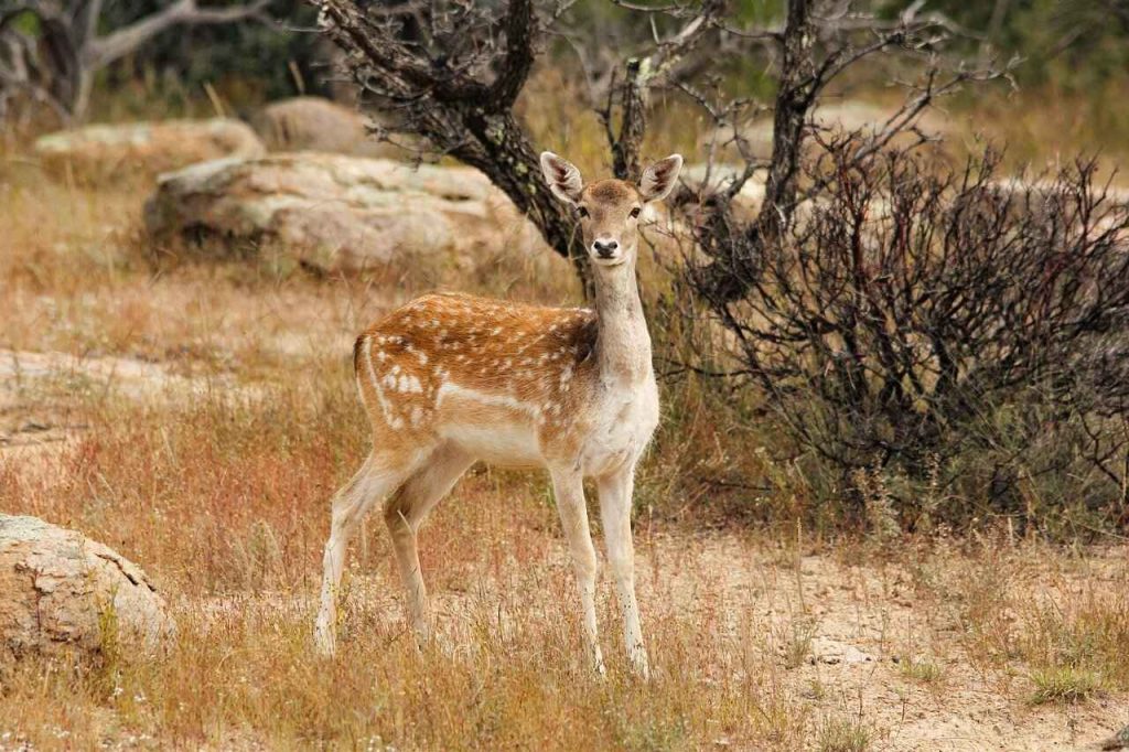 Jawahar Deer Park - Shamirpet - Hyderabad