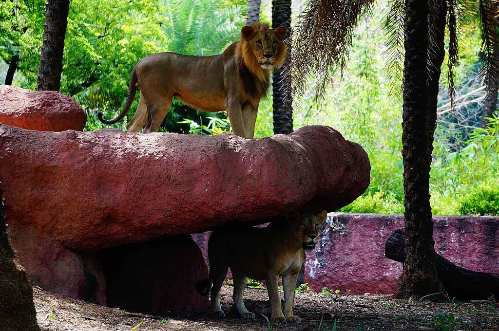 Nehru Zoological Park